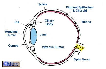 Vision: Is Eyesight Our Most Important Sense?